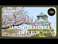 Le Japon des cerisiers en fleurs - Échappées belles