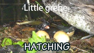 Little Grebe Hatching. Egg-laying, appearance of a crack in the shell, and hatching.