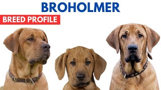 Broholmer Dog Breed Profile History - Price - Traits - Broholmer Dog Grooming Needs - Lifespan