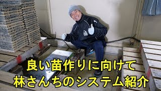 林さんちの出芽の方法・多くの失敗の末のシステムです・2019