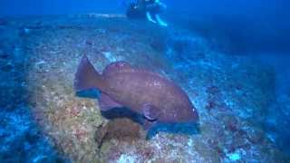 Hawaiian Grouper