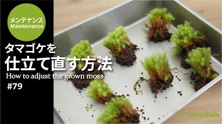 How to adjust the grown moss　#79