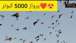 ❤️دهم تیر ماه ۱۴۰۱ ایران _ کاشان ️پاشوی 5000 کبوتر ایرانی آقایان حاج علی بنی احمدی و پهلوان نداف