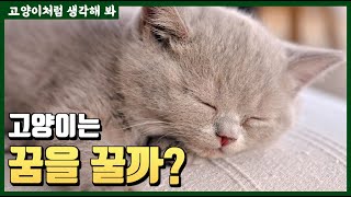 과연 고양이는 꿈을 꿀까? feat 불면증은?