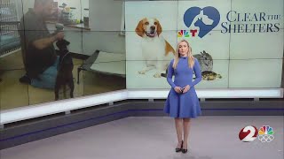 Clear the Shelters: Finding 'Forever Homes' at Greene County Animal Control