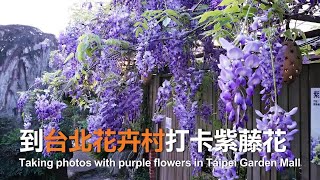 到台北花卉村打卡紫藤花 Taking photos with purple flowers in Taipei Garden Mall