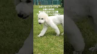 スタンダードプードル2022.12.31生まれトリミングして少しほっそり🐩