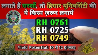 Best Varieties of Mustard | CCS HAU HISAR | RH 0761, RH 0725 and RH 0749