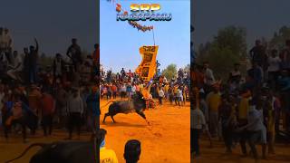 SRP Nagapamu#jallikattu#erudukattu#shorts#viralvideo#youtubeshorts#trending😱💥💯