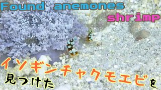 ハナブサイソギンチャクに生息しているイソギンチャクモエビを見つけた/I found a shrimp that lives in sea anemones [Squat anemone shrimp