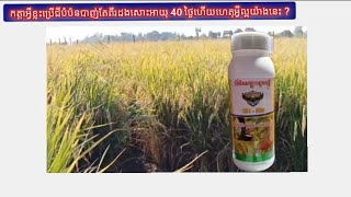 កត្តាអ្វីខ្លះប្រាជីបំប៉នបាញ់តែពីរដងសោះស្រូវអាយុ៤០ថ្ងៃហើយហេតុអ្វីល្អយ៉ាងនេះ ?