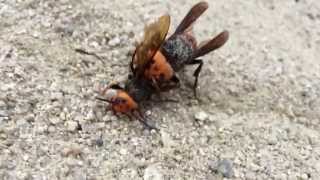 Big Fight: Bees vs Bees！スズメバチ同士の喧嘩、まさかの結末・・・