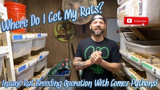 Where Do I Get My Rats From?! || Insane Rat Breeding Operation By Gomez Pythons