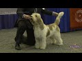 2018 houston world series of dog shows day 1