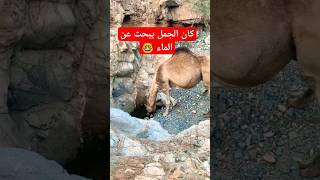 كان الجمل يبحث عن الماء | #shortsfeed #camel #viral