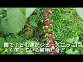 晩夏の里山を彩る山野草