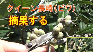 【家庭菜園】クイーン長崎(ビワ)の摘果をする