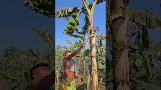 Funny  banana 🍌😱 part 368 #shorts #viral #banana #satisfying #shortsviral #farming #bananacutting