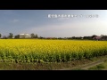 鹿児島市都市農業センターの菜の花 gopro hero4 silver 4k