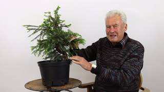 Selecting coniferous pre-bonsai material