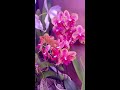 dos consejos para hacer florecer tus orquídeas varias veces al año orchids orquideas plantas