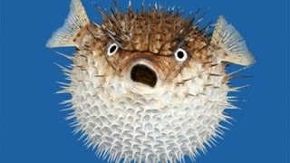 Comment faire BONNE IMPRESSION... La Technique du BlowFish