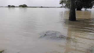 Flood in kopai river, Bolpur