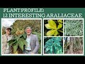 Plant Profile: 12 fabulous members of the Araliaceae family!