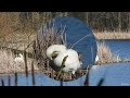 Łabędź krzykliwy z obrożą ornitologiczną na szyi whooper swan with ornithological neck collar