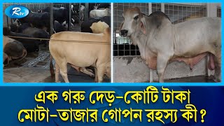 গরু মোটা-তাজাকরণে রমরমা ব্যবসা, লাখ ছাড়িয়ে কোটির ঘরে | Cow Farming | Sadeeq Agro | Rtv News