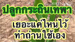 ปลูกกระถินเทพา-เยอะแค่ไหนไว้ทำถ่านใช้เอง?