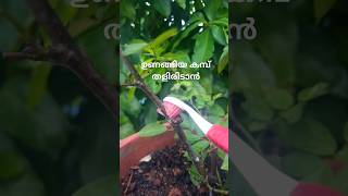 തളിരിടാൻ ഇതുപോലെ ചെയ്യാം100% result #diygardening #garden #rose #gardeningtip #flowers #nadan #sale