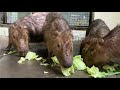 カピバラの昼飯！！ capybara’s lunch