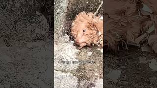 Saved a dying puppy. #shortvideo #animals #healing #puppy #save #love #cute