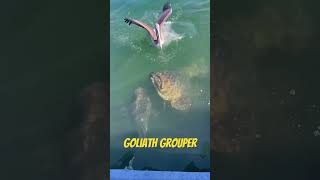 HUGE Goliath Grouper slurps up Mahi carcass!!