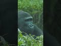 gorilla iriki 11歲11個月 小 大猩猩 ゴリラ