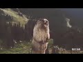 Screaming Beaver Meme (Original)