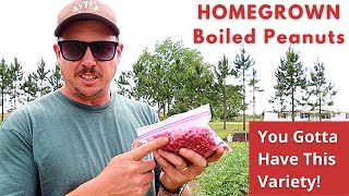 Who Doesn't Like Boiled Peanuts?! | Backyard Garden Planting