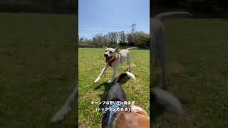 【犬連れキャンプ】ドッグラン貸切状態♪久々晴れて最高のキャンプ⛺️