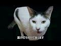 【怖い話】【猫が語る不思議な話】【怪談】【猫動画】怪談ねこ語り　まとめ9