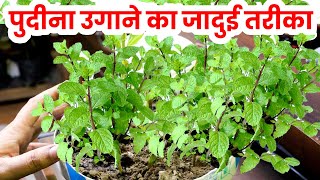 पुदीना उगाने का जादुई तरीका/pudina kaise ugaye/How to Grow Mint at Home Fast/grow mint from cuttings