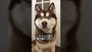 シベリアンハスキーの魅力と可愛さを1分で解説！#シベリアンハスキー #siberianhusky #shorts