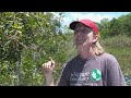 how invasive species are reshaping the florida everglades battleground everglades