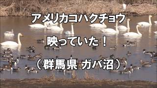 アメリカコハクチョウ映っていた！群馬県のガバ沼