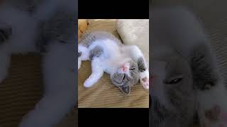 へそ天で眠る子猫がかわいい　#猫 #へそ天 #shorts