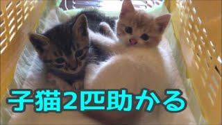 【子猫保護】カラスに狙われた1ヶ月の子猫2匹を救出！母子猫の運命は…