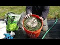 Making Liquid Fertilizer (JLF) Using Spring Grass