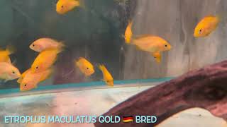 Etroplus maculatus GOLD 🇩🇪 bred