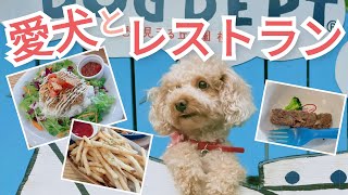 【ペット同伴可】【店内】愛犬とオシャレなレストランを満喫！｜DOG DEPT｜横浜｜ドッグカフェ #2