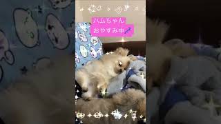 ポメラニアンのハムちゃん。おやすみ中zzz